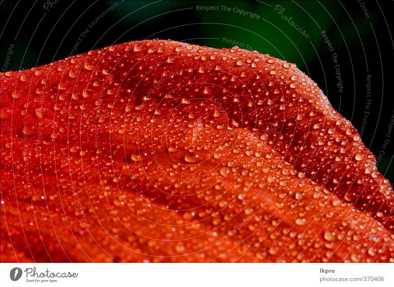 red texture of a flower petal rose and drops in g Flower Line Drop Green Red Black White Consistency background Blossom leave Veins Abstract