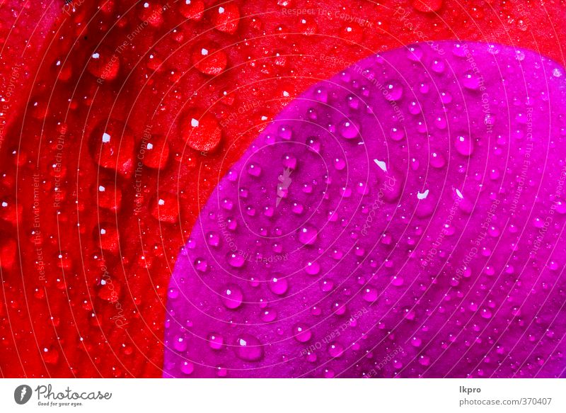 red and violet texture of a flower petal rose and Flower Line Drop Red Black White Consistency background Blossom leave Veins Abstract