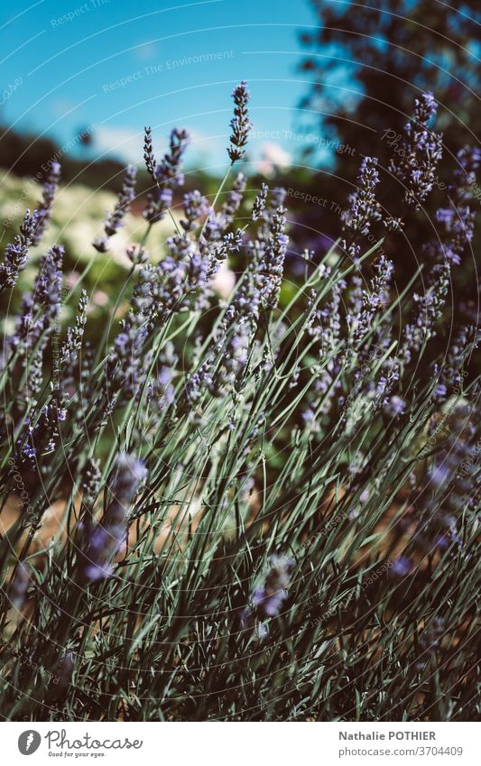 Landscape with lavender in summer and blur background landscape purple closeup flower europe provence outside plant vivid therapy colourful vibrant bloom