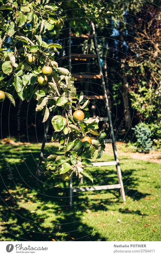 Old wooden ladder in the orchard in summer apple apple tree old gardening rural tranquil outdoor harvest farm country Garden Harvest Fruit Apple Exterior shot