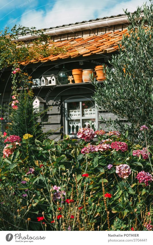 Grey painted wooden garden hut with hydrangeas grey plant house storage gardening tools outside decorating window europe home flowers roof tile red Window
