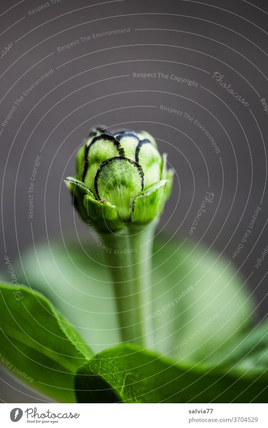 green flower bud of zinnia Green Flower Plant Neutral Background Spring Nature Blossom Growth Summer Macro (Extreme close-up) Deserted Gray Isolated Image