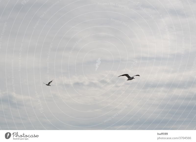 the gulls fly past one another Seagull Gull birds Flock Sky Clouds Flying Wild animal Animal Group of animals Freedom Coast Wild bird seabird Ocean Grand piano
