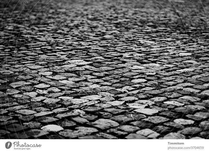 Dry paving stones Paving stone pavement interstices Light Shadow Places Exterior shot Deserted Cobblestones Structures and shapes Black & white photo