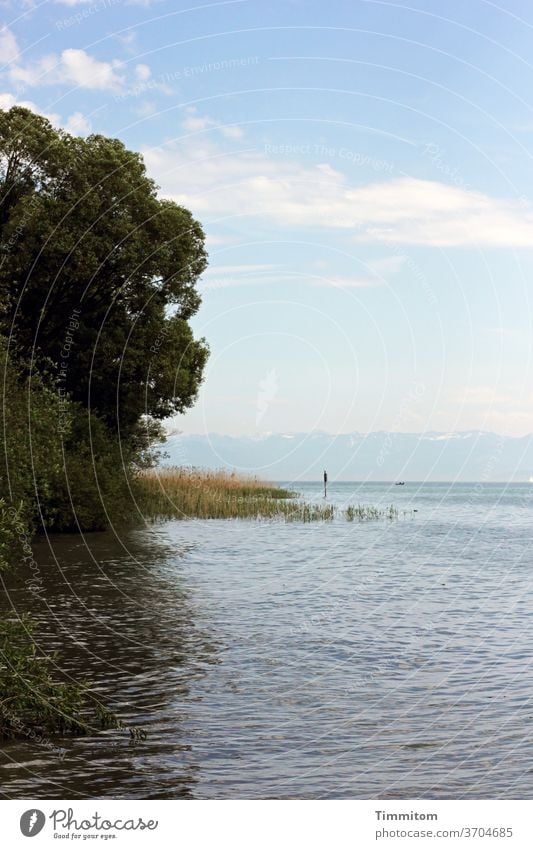 Hear and enjoy the lake Lake Constance Water bank Beach Waves grasses reed tree Nature Reflection Sky Clouds Blue White green mountains Exterior shot Calm