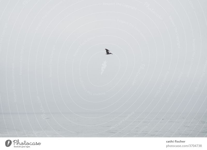 pelican Pelican Copy Space Monochrome Blue Gray Horizon Ocean Exterior shot birds Deserted Sky Flying Wild animal Animal Freedom Air Dreary Environment