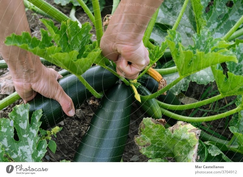 Man's hand picking zucchini. Concept of agriculture. vegetables salad person green food man organic fresh nature nutrition healthy harvest garden vegetarian