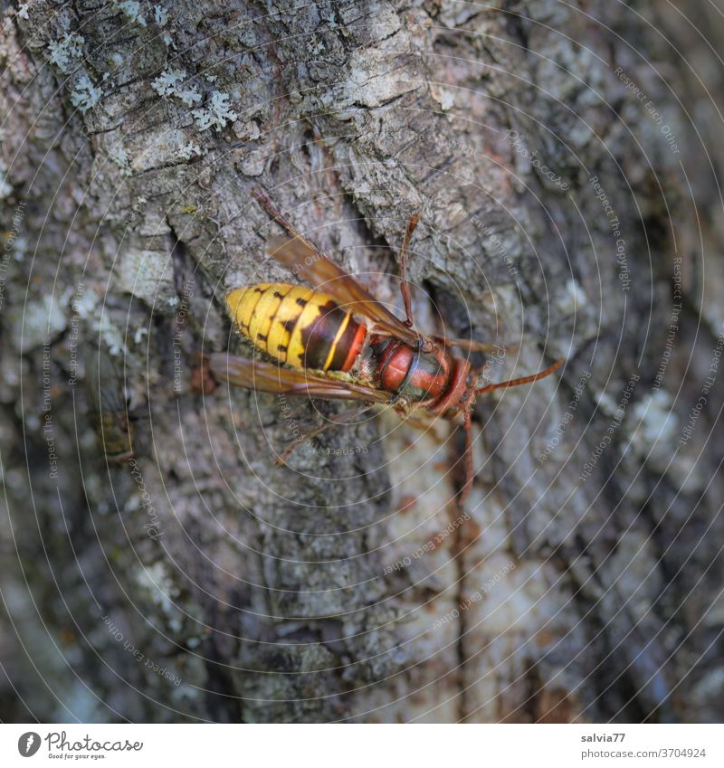Hornet and fly hornet Insect Nature Animal Grand piano Close-up Fly Colour photo Deserted Compound eye Tree trunk bark wasp Vespa crabro