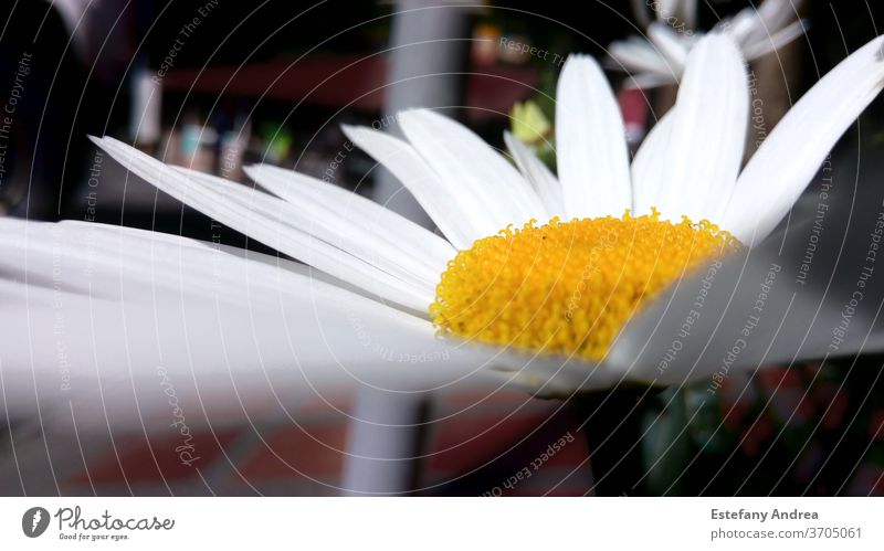 Daisy flower close-up daisy flowers Close-up macro shot Nature Flower Blossom Blossoming Plant Yellow White Colour photo Exterior shot Summer