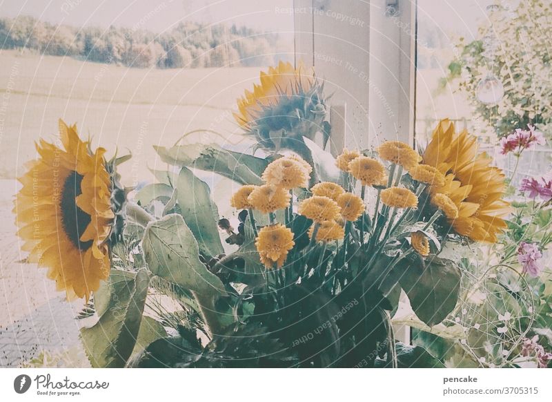 gegensätze | drinnen und draußen Sonnenblume Fenster Aussicht Retro-Farben Sommer Landleben