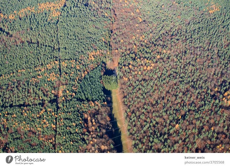 Forest as aerial photograph with green and brown trees forests huts Forestry fields Forest death Forest trails quality structure Forest path Bark-beetle