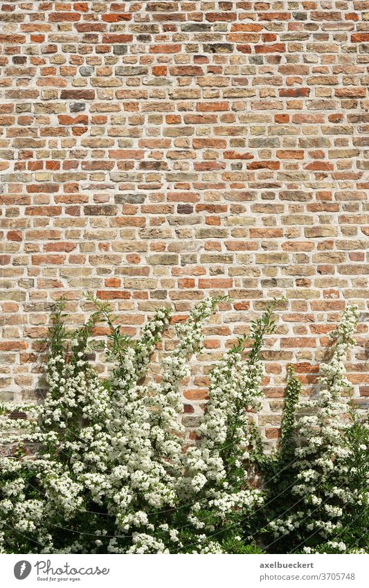 shrub and stonewall background brick white flower plant shrubbery bush blossom old exterior texture copyspace copy space historic grunge weathered surface rough
