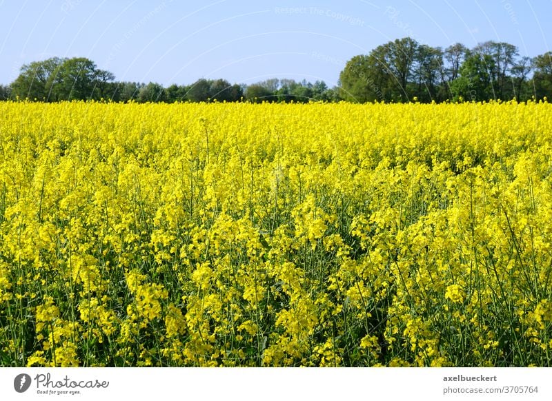 rapeseed or canola field oilseed yellow agriculture rural landscape farmland spring nature coleseed colza flower plant crop farming blossom horizon bloom