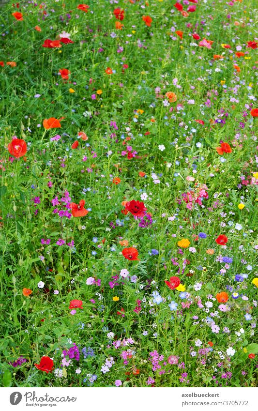 wildflower meadow in bloom field colorful multicolored blossom mixed summer nature blooming garden floral landscape growth various vibrant vivid uncultivated