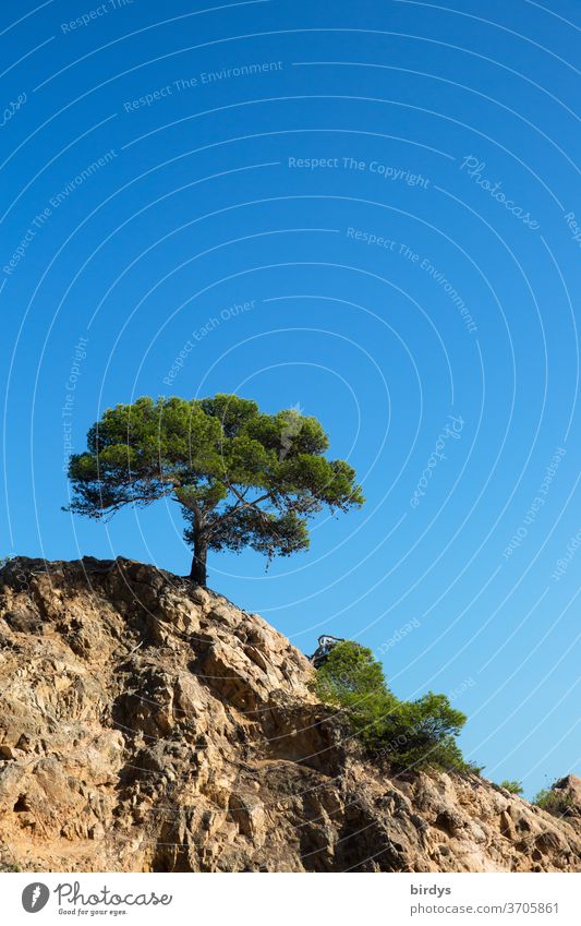 Tree ( pine tree ) on a bare rock in front of a bright blue sky Rock Stone Stone pine Blue sky Cloudless sky Sunlight undemanding Authentic Hot Exceptional