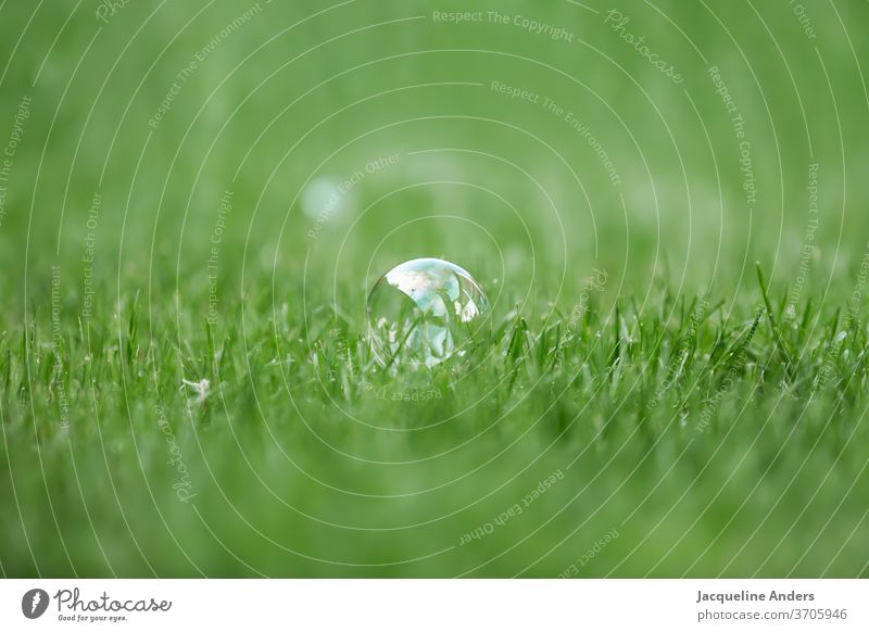 Soap bubble on a meadow Meadow green Green space variegated glittering Grass Lawn Willow tree Nature Summer Landscape Grassland already Exterior shot burst Thin