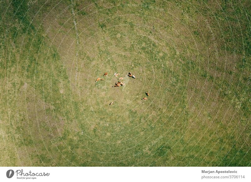 Aerial view of cows in the field above aerial agricultural agriculture animal animals beautiful beef breeding brown cattle country countryside dairy day