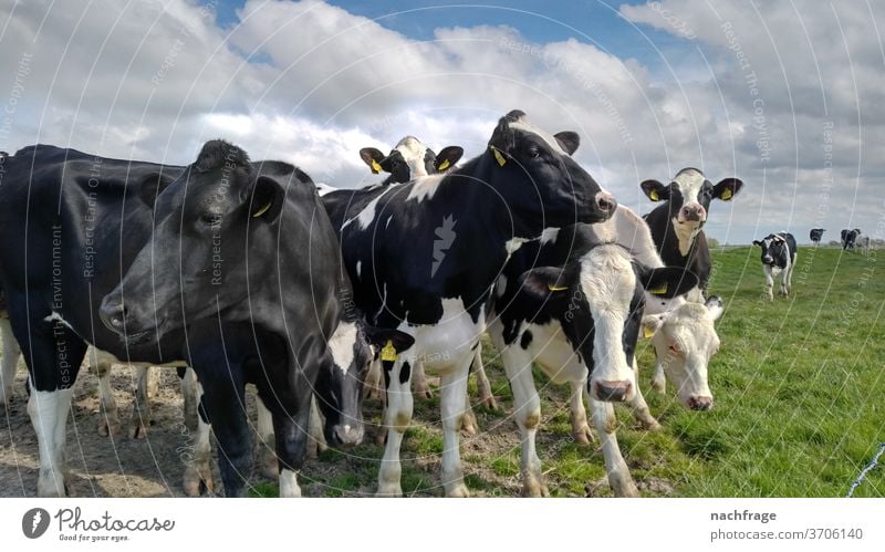 Cows in the pasture cows Agriculture cattle Farm Dairy cow inquisitorial Farm animal Farm animals agriculturally