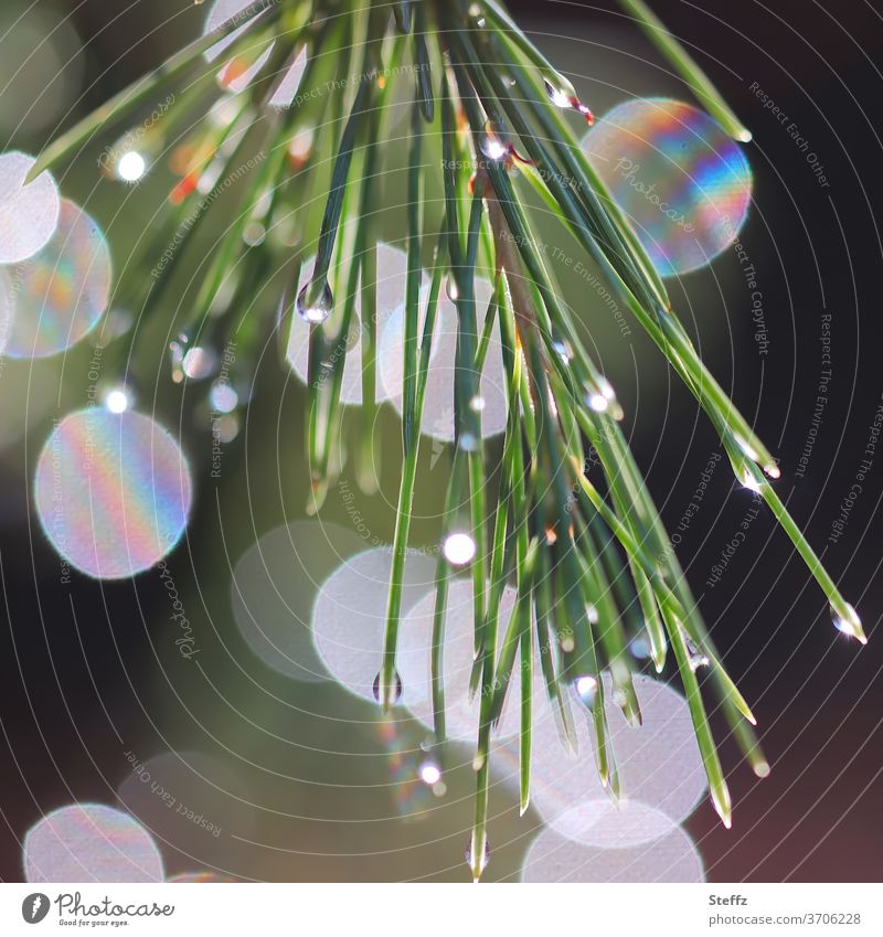Pine needles play with light Jawbone light reflexes Refraction abstract shapes Scots pine Flare fir needles Aperture spots Water reflection conifer branch