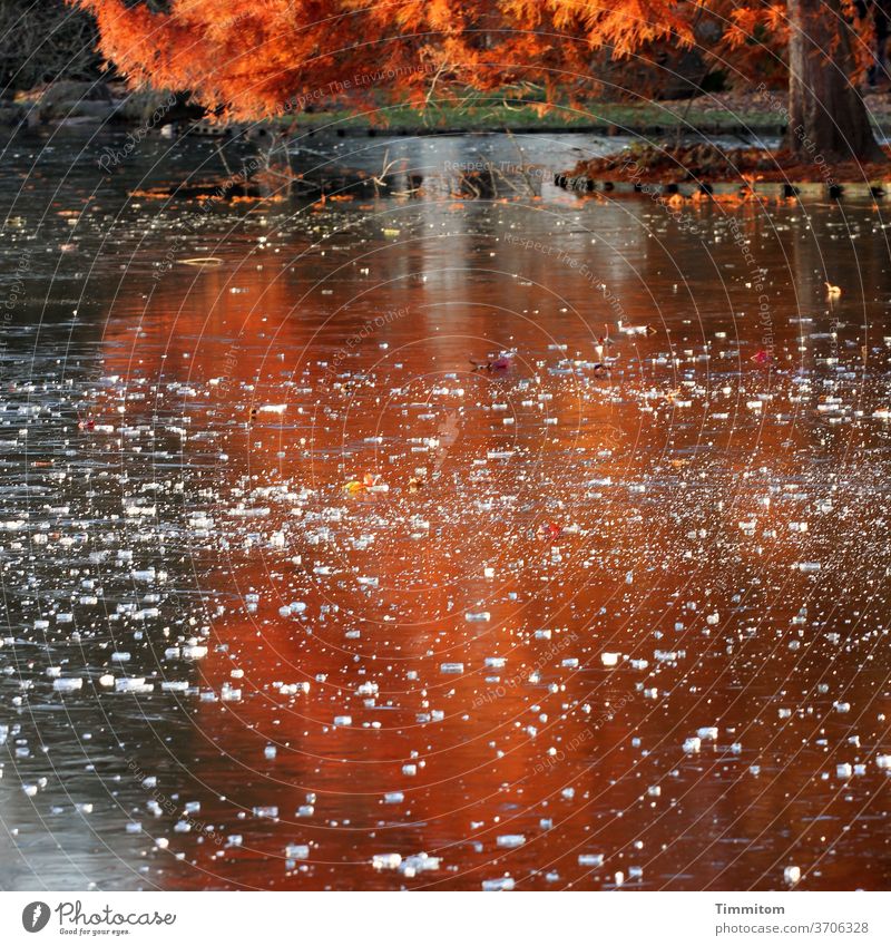 Warmth Tones on an ice surface Deciduous tree foliage Autumn Winter Ice Frozen surface Lake Tree trunk Grass warm chill orange-red reflection Exterior shot