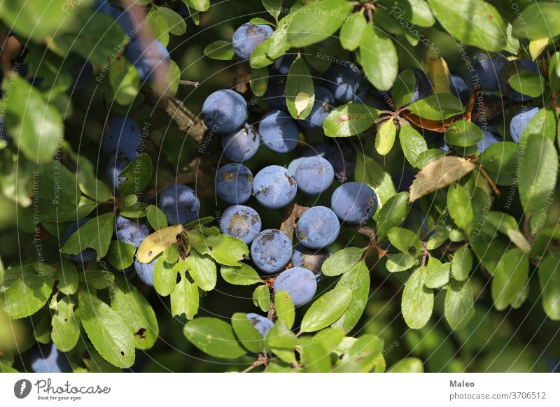 Blue berries of blackthorn ripen on bushes adult agriculture antioxidant autumn beautiful berry blue botany branch cherry close-up damson deciduous eating fall