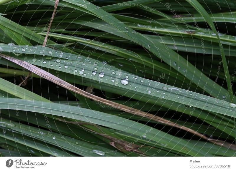 Green grass is covered with drops of morning dew green environment freshness nature spring bright garden growth closeup macro summer wet background season
