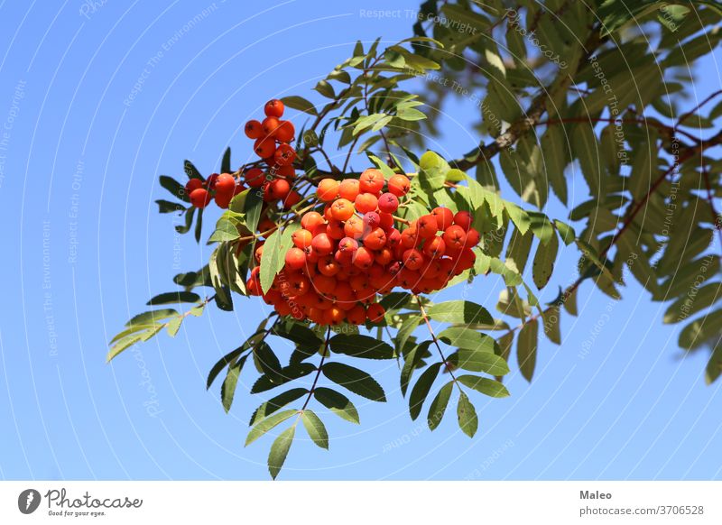 Red rowan berries on the rowan tree branches ash ashberry autumn background botanical bright brown bunch bush color foliage forest fruit green image leaf lots
