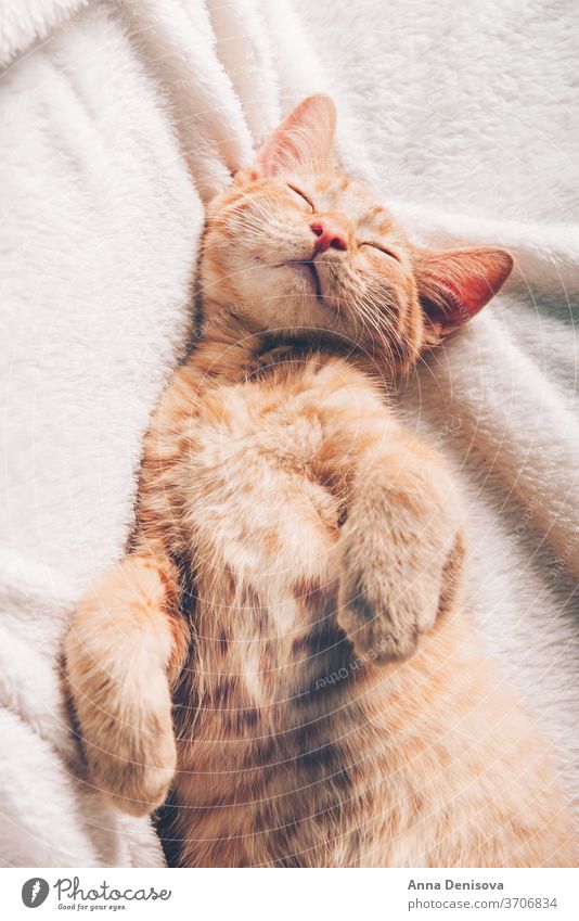 Cute ginger kitten sleeps cute cat relax on back blanket pet baby home cozy comfort resting fluffy sleeping kitty adorable child little animal warm comfortable