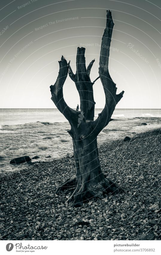 Tree trunk on the beach Beach Ocean tree branches standing upright Stand Waves Gravel dead Sky Horizon Coast Nature Deserted Water Exterior shot Landscape