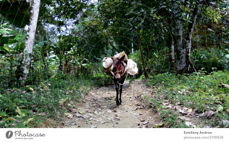 Donkey at work in the Colombian tropical forest labour Tropical Forest Nature To go for a walk Walking green Latin South America
