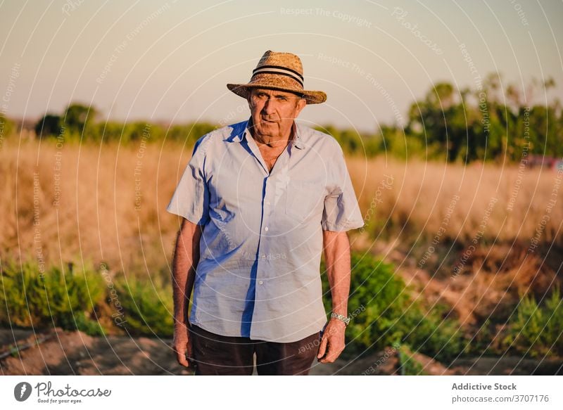 Serious senior farmer in hat standing in field man serious summer confident portrait countryside elderly male rural agriculture nature mature work thoughtful