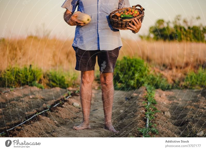 Anonymous senior male gardener with basket of harvest farmer man village countryside bed aged agriculture organic food ripe season natural green plant wicker