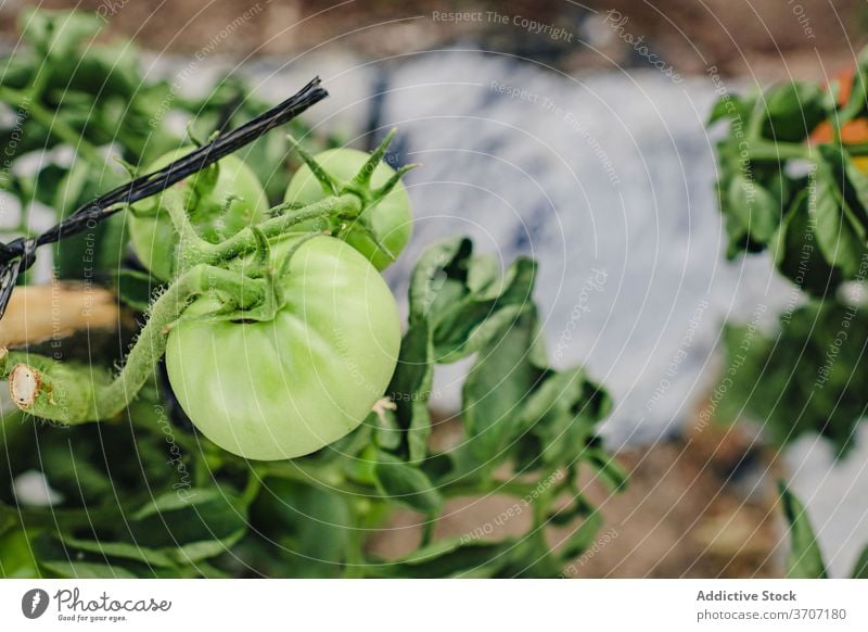Tomato plants growing in garden tomato green vegetable organic agriculture farm natural cultivate food harvest unripe agronomy farmland field produce branch