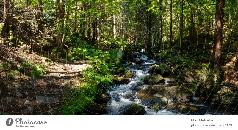 Mountain river next to a path in the forest mountain season summer trees vegetation panorama nature landscape beautiful outdoor green wood