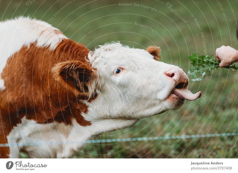 Cow in the pasture is fed with dandelion chill Willow tree Meadow lowen tooth Feeding Tongue Animal Species-appropriate Free-range rearing fortunate Farm animal