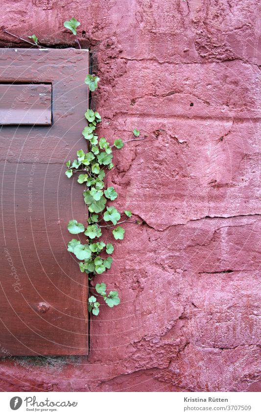 small plant grows in the gap between wall and mailbox Mailbox Plant Wall (building) house wall Wall (barrier) Facade crack in the wall wax proliferate vine