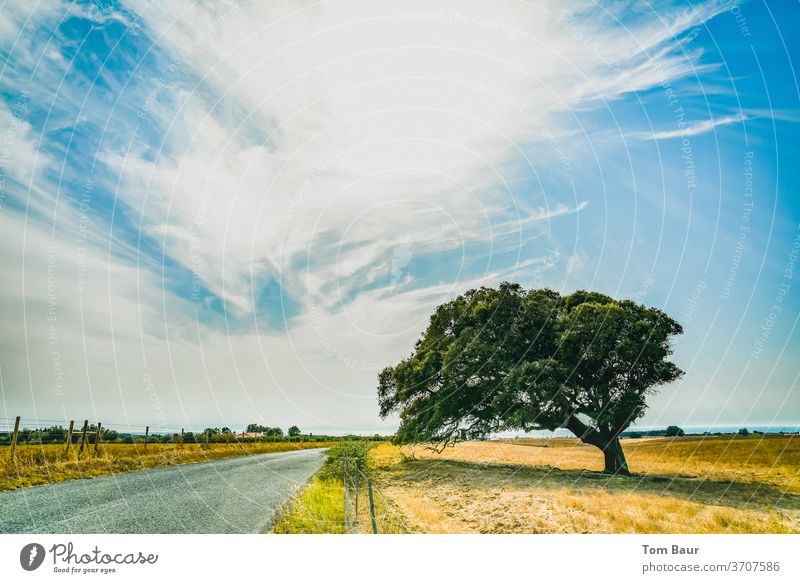 Tree in nowhere tree Sky Sun Street Meadow arid Drought Exterior shot Clouds Nature Field Light Blue green Sunlight Lanes & trails Environment Deserted