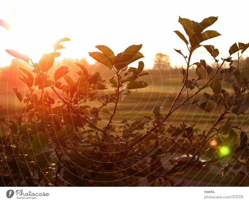 SONNE | BUSCH Aperture Bushes Back-light Foliage plant Leaf Sun Bright