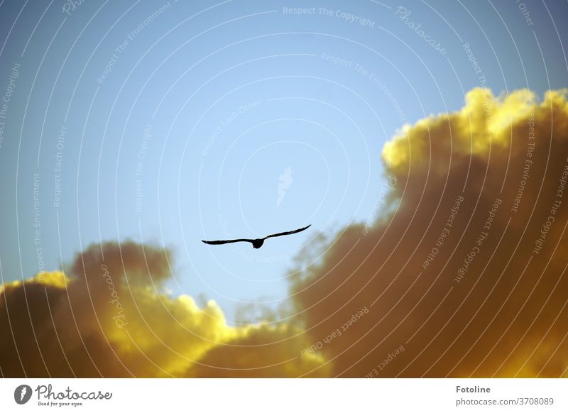 Flight through the clouds illuminated by the sunset Flying flight birds Seagull Sky Blue Freedom Animal Grand piano Exterior shot Nature Air Colour photo Day