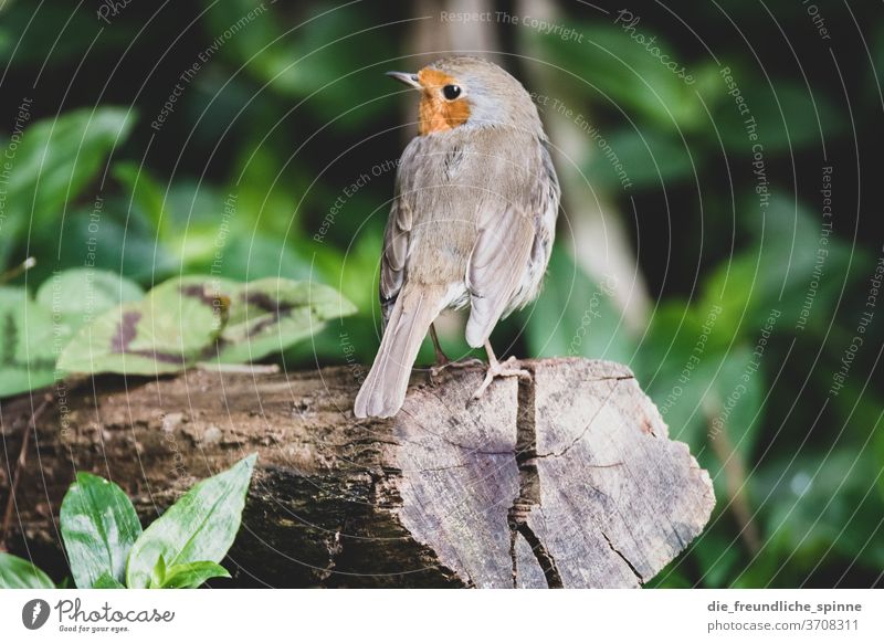 Robin in the Azores Robin redbreast Finch birds Small tree Animal Nature Exterior shot Colour photo Sit Cute Beak Feather Poultry Animal portrait Wild Brown