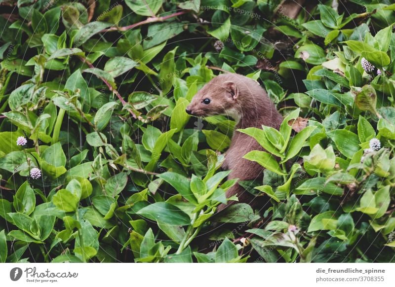 Weasels on the Azores Ferret Marten Animal Wild animal Colour photo Day Exterior shot Nature Cute Pelt Animal portrait Rodent Curiosity Environment Deserted