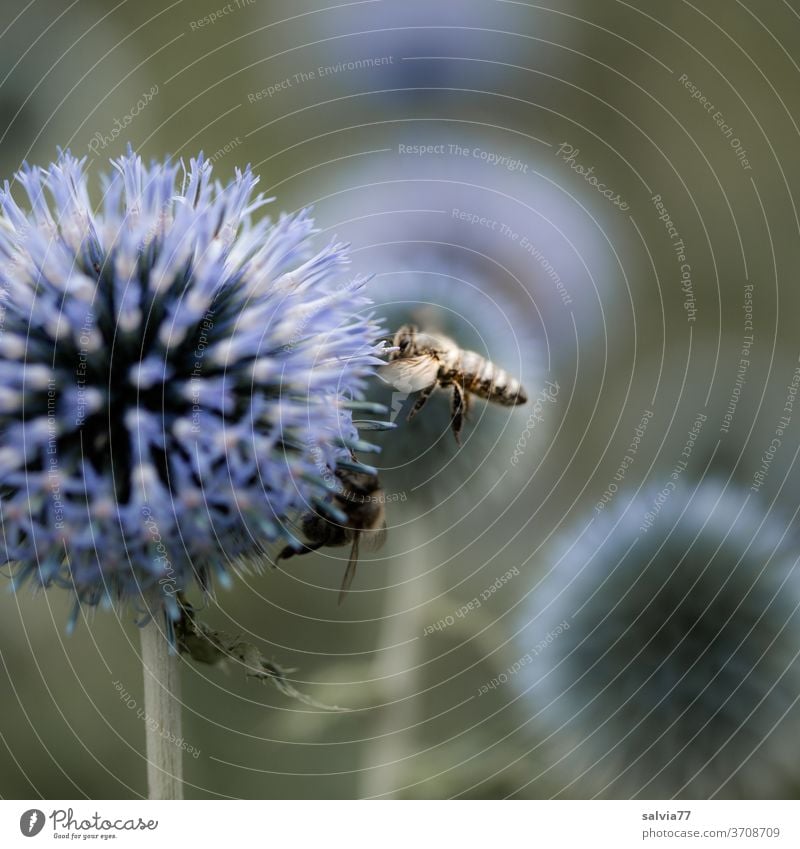 dynamic | from flower to flower Honey bee globe thistle Floating Nature Bee bleed flowers Plant Insect Diligent Garden Fragrance Summer Sprinkle