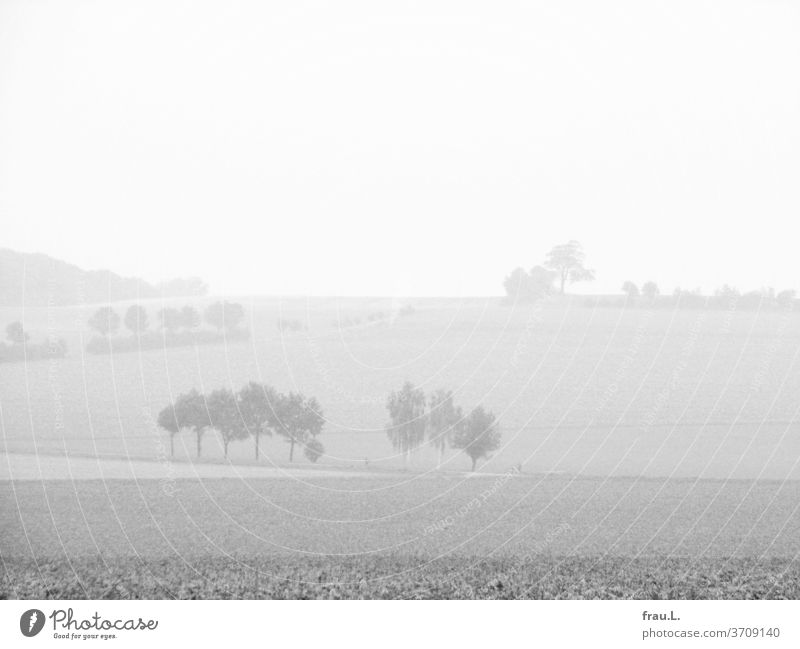 Slowly the memories of the fields, bushes and trees and the small forest fade. Landscape Nature Lower Saxony Agriculture Fog Summer hazy steamy