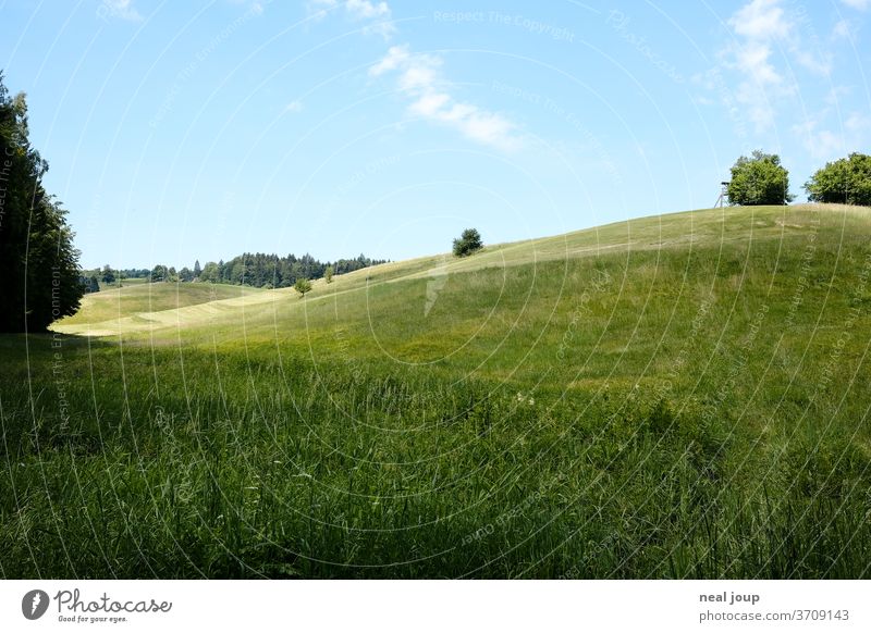 hilly landscape, wild meadow, sunlight Landscape Nature Summer hillock Meadow Blue sky Visual spectacle Smooth Soft Relaxation Grass Beautiful weather