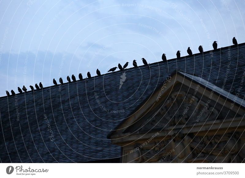 Crows on a roof crow raben birds Town Raven birds Twilight House (Residential Structure) Silhouette Animal Contrast Roof Germany Evening