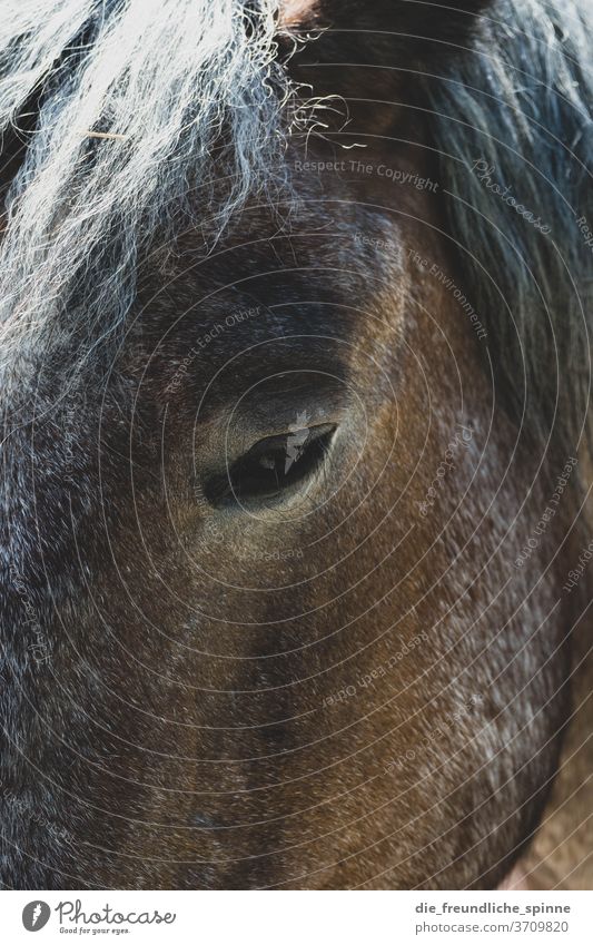 Horse vision Eyes Pride Noble Animal Looking already Exterior shot Colour photo Head Close-up Horse's head Animal portrait Looking into the camera Mane