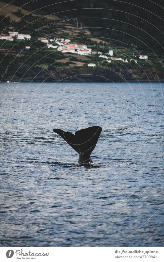 Cetacean off Pico Azores Dolphins Portugal Whales Landscape Exterior shot Colour photo Nature Vacation & Travel Sperm whale Ocean Atlantic Ocean Whale watching