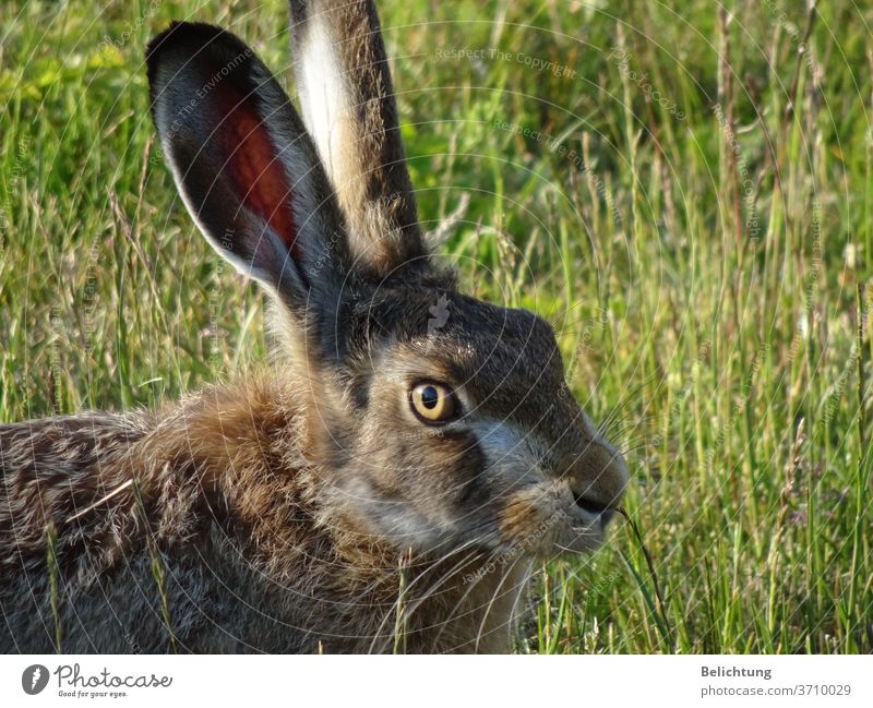 hare animals rabbit small game tele