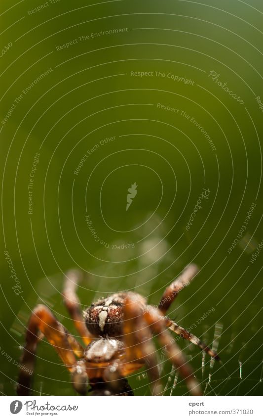 spider Animal Spider 1 Spider's web Cobwebby Crawl Esthetic Contentment Nature Colour photo Exterior shot Close-up Detail Deserted Copy Space top