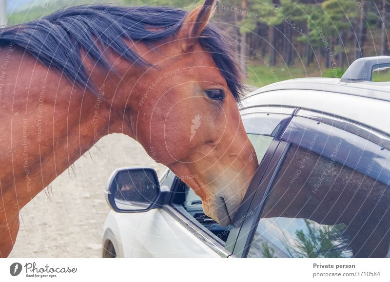 horse on the gravel road looks curiously into the car acquaintance adventure animal animal behavior beautiful brown check close-up comparison friendship